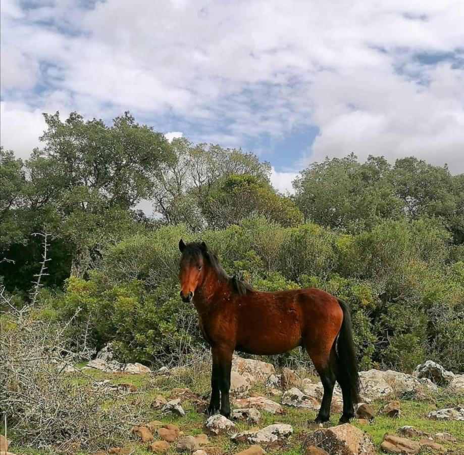 Casa Susanna Rural Sardinia Bed & Breakfast Sini Exterior photo